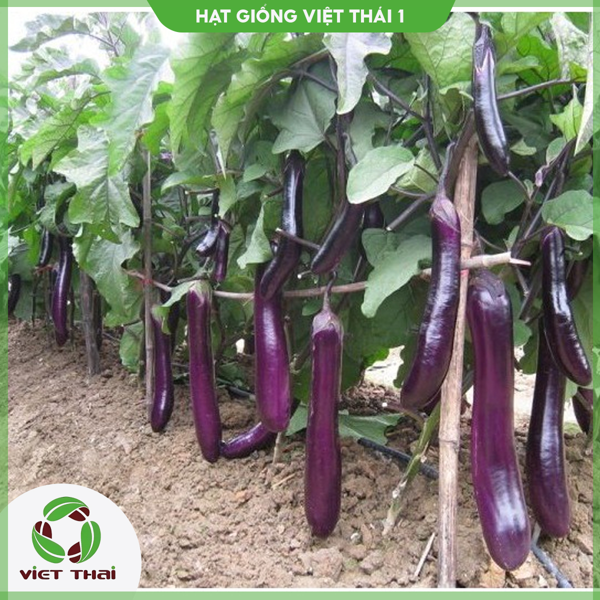 Hạt giống cà nâu cơm xanh 89 - hgvt1