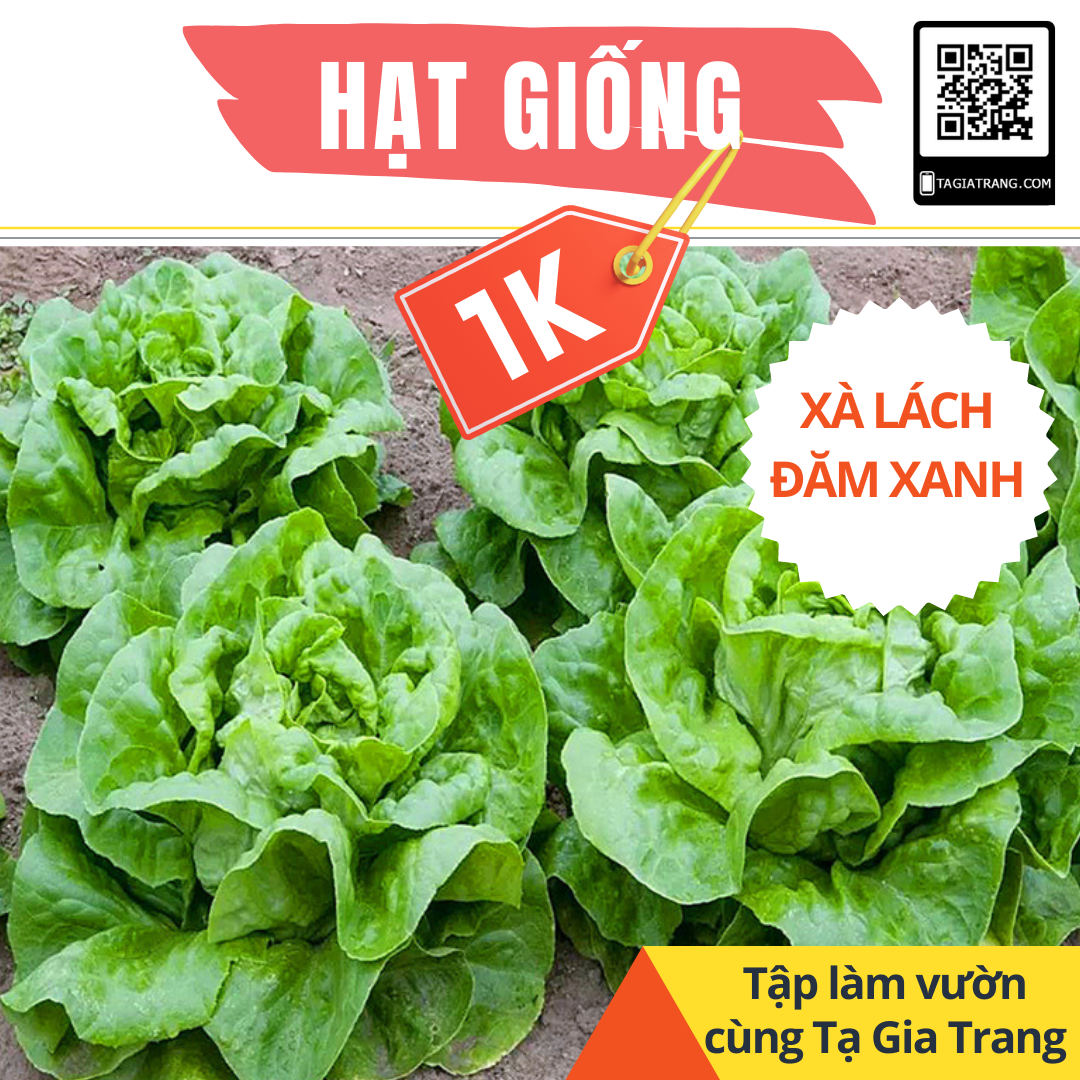 Deal 1K - Gói 50 Hạt giống xà lách đăm, xà lách búp (xà lách cuộn) xanh - Tập làm vườn cùng Tạ Gia Trang