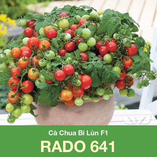 Hạt giống cà chua bi lùn