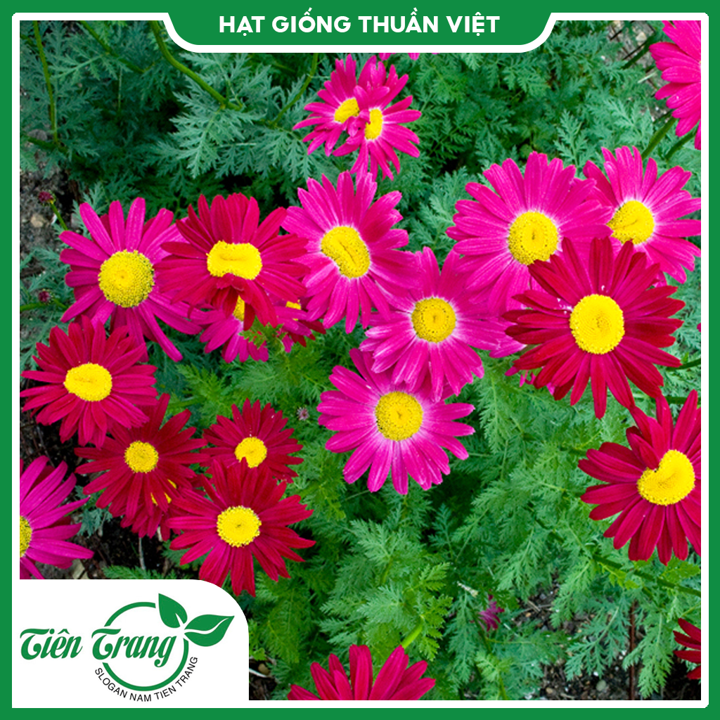 Hạt giống hoa Cúc Thơm TN