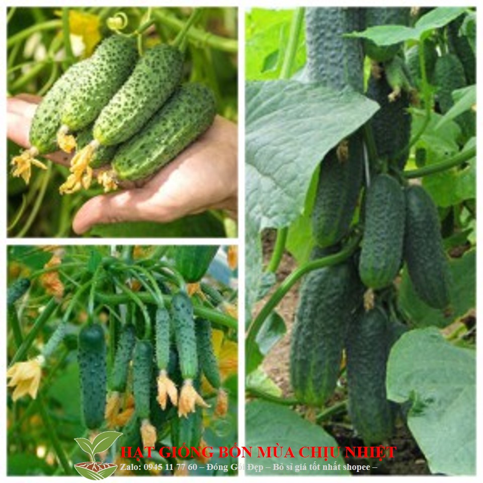 11F Gói 10 Hạt Giống Dưa Chuột - Trump F1 Siêu Ngon Cao Sản (Cucumis Sativus)