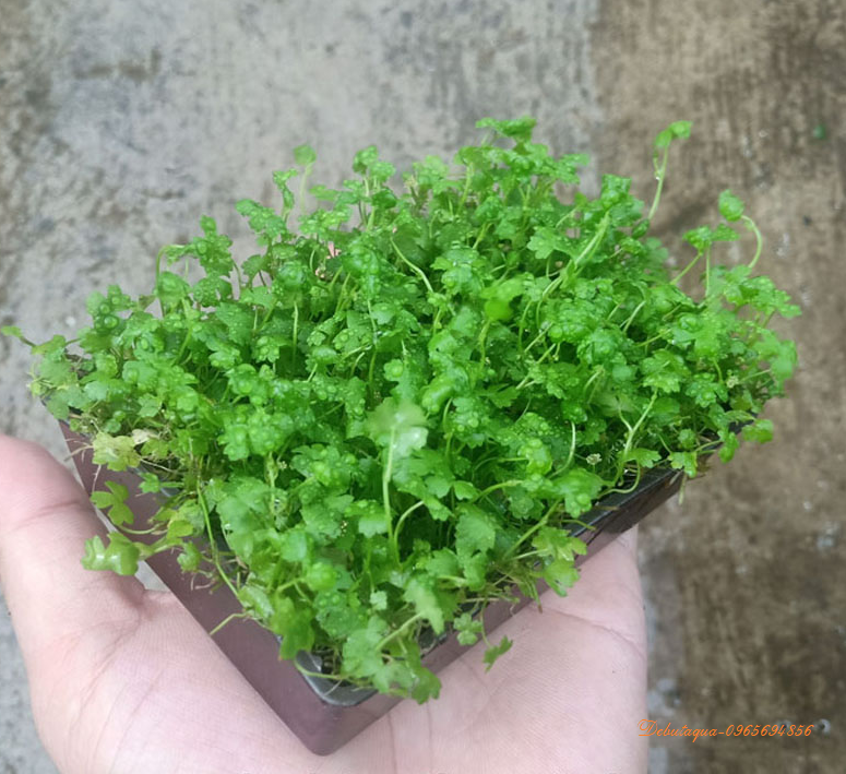Rau má hương cây thủy sinh trải nền - Vỉ 10x8cm
