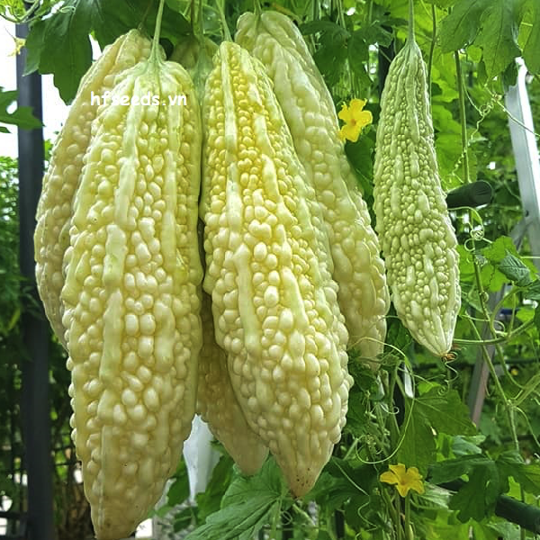 Gói 5 hạt giống mướp đắng trắng Nhật Bản Shiro - giống mướp đắng cao cấp nhất