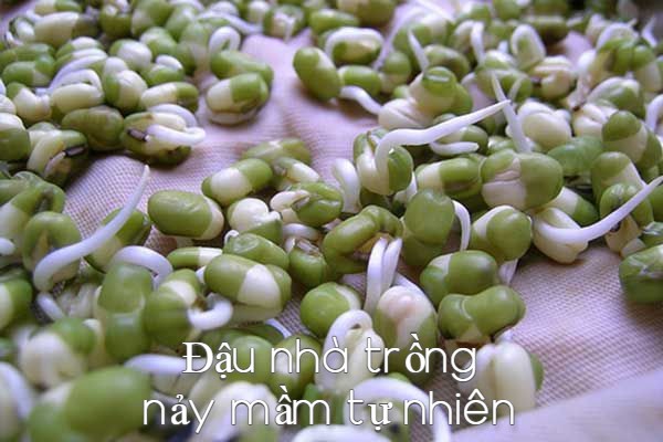 Hcm đậu xanh làm giá đỗđậu xanh oganic- túi 500g