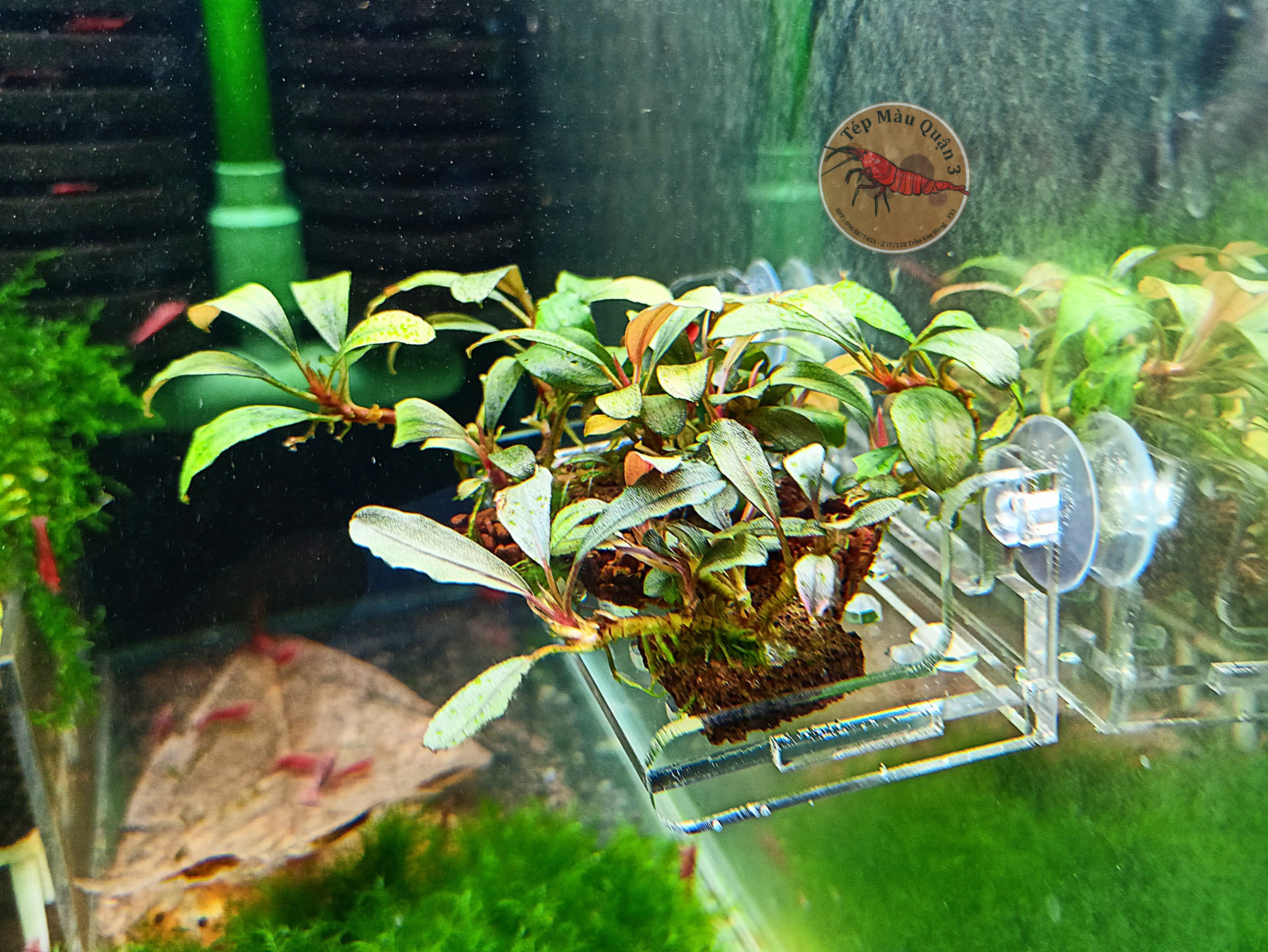 Khay mica giá thể trồng cây thủy sinh