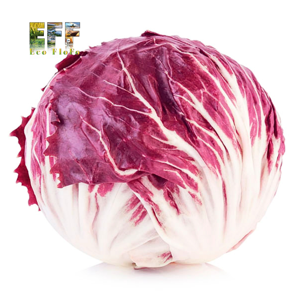 1 Thùng 6Kg Xà lách Giống Ý (Radicchio) Eco FloFo Đạt Chuẩn VietGAP (Chỉ Bán Hàng Loại A+ Được Tuyển Chọn Để Xuất Khẩu)