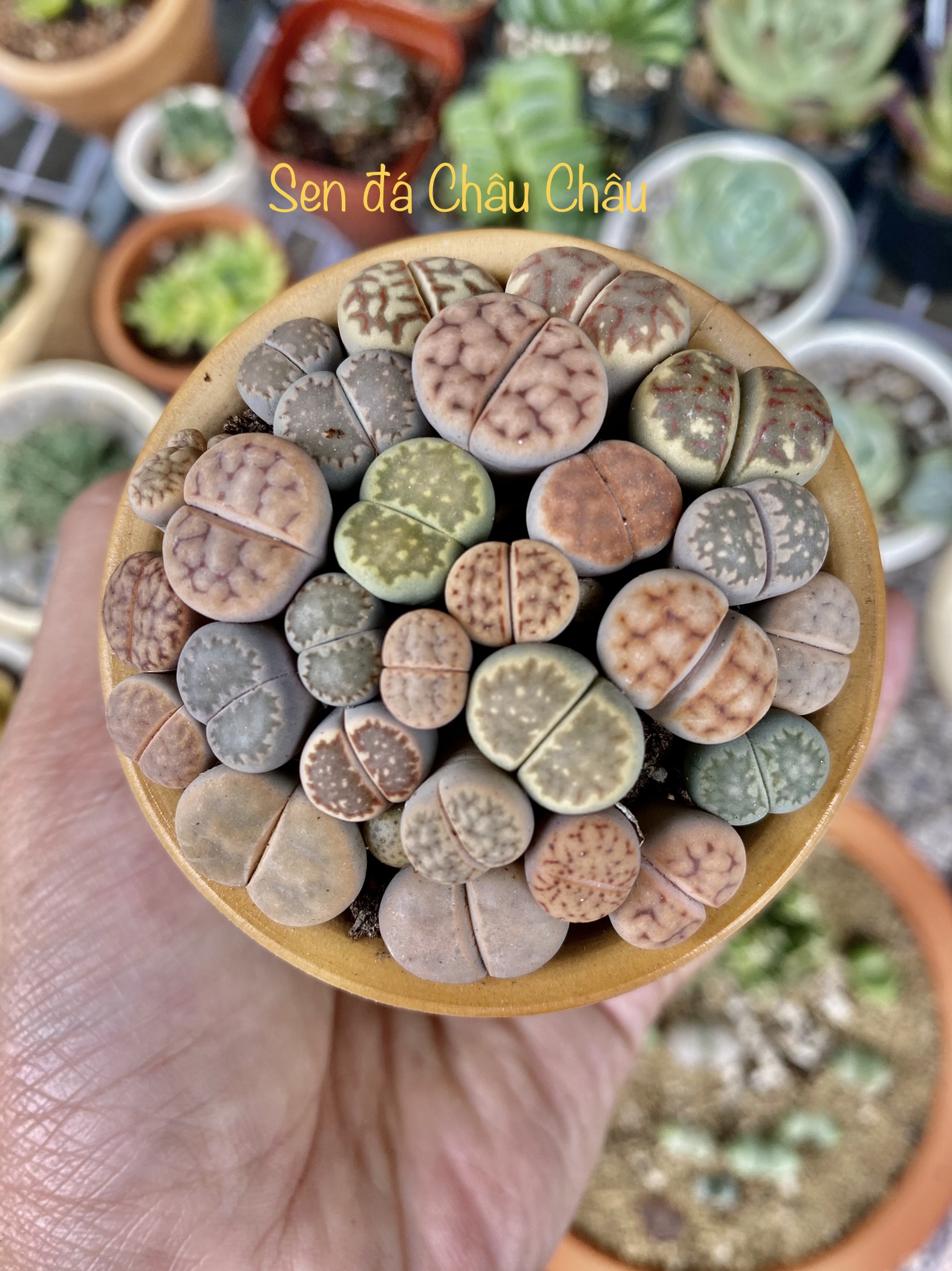Chậu sứ sen mông - lithops đủ màu