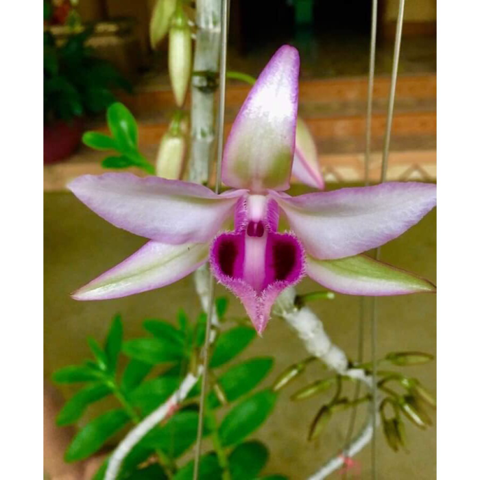 Hoa lan giả hạc, phi điệp hòa bình