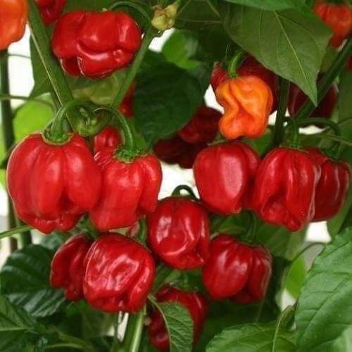HẠT ỚT SIÊU CAY RED HABANERO (gói 10 hạt)