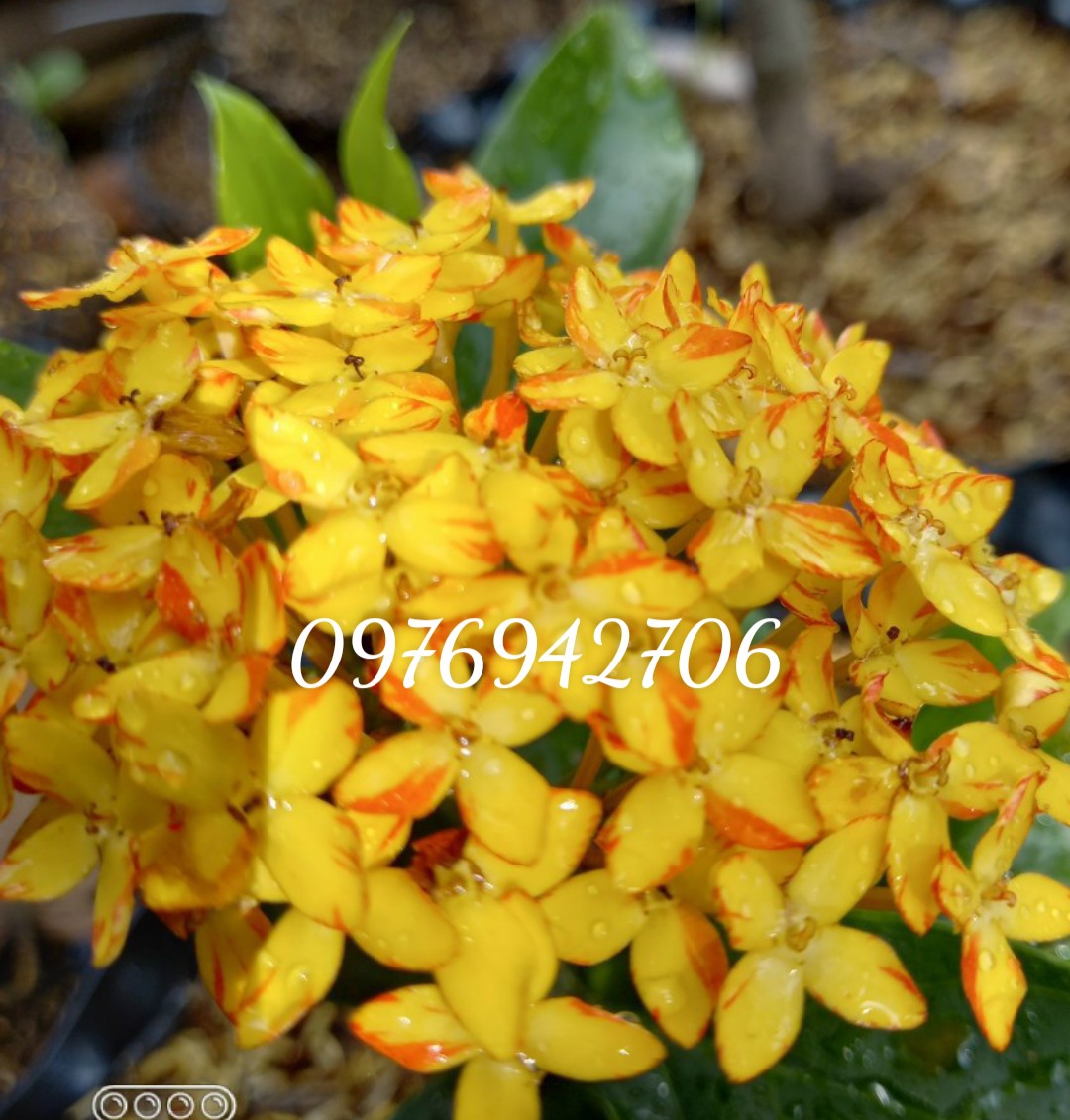 Cây mẫu đơn bông trang Mỹ vàng sọc hoa rất dễ thương