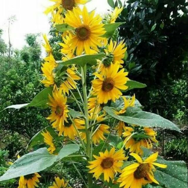 Hạt giống hoa hướng dương tháp siêu bông ( 25-30 hạt ) giúa rẻ