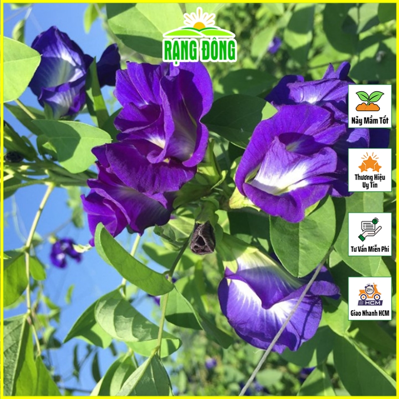 Hạt giống Hoa Đậu Biếc Chịu Hạn, Sinh Trưởng Tốt, Trồng Quanh Năm (gói 2 gram) - Hạt Giống Rạng Đông