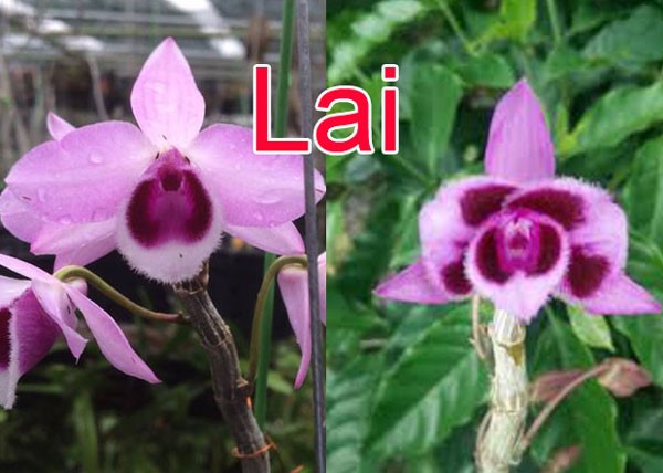 CỐC LAN TRẦM TÍM LAI PHI ĐIỆP GIỐNG ĐỦ LOẠI HÀNG GIEO HẠT TÙY CHỌN