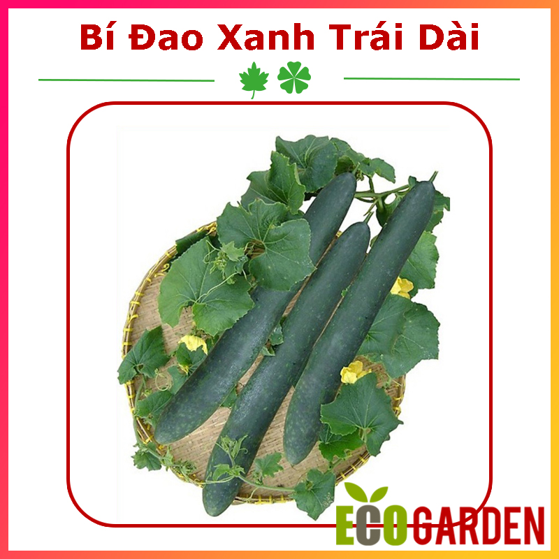 Hạt Giống Bí Đao Xanh Trái Dài F1 JAVA (ECO.255)