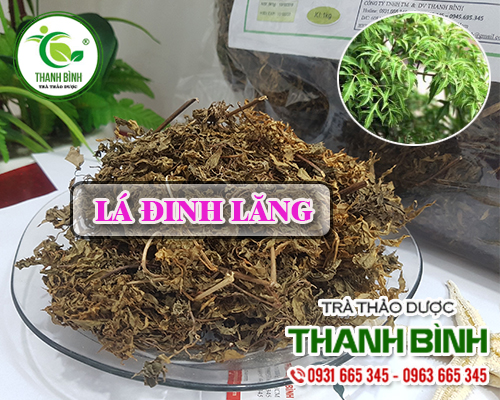 Lá Đinh Lăng Khô 100G Loại Cao Cấp - Đông Y Thanh Bình