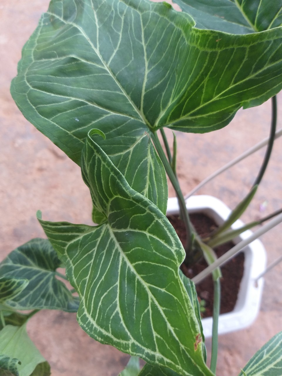 Trầu bà trắng - Syngonium polophyllum