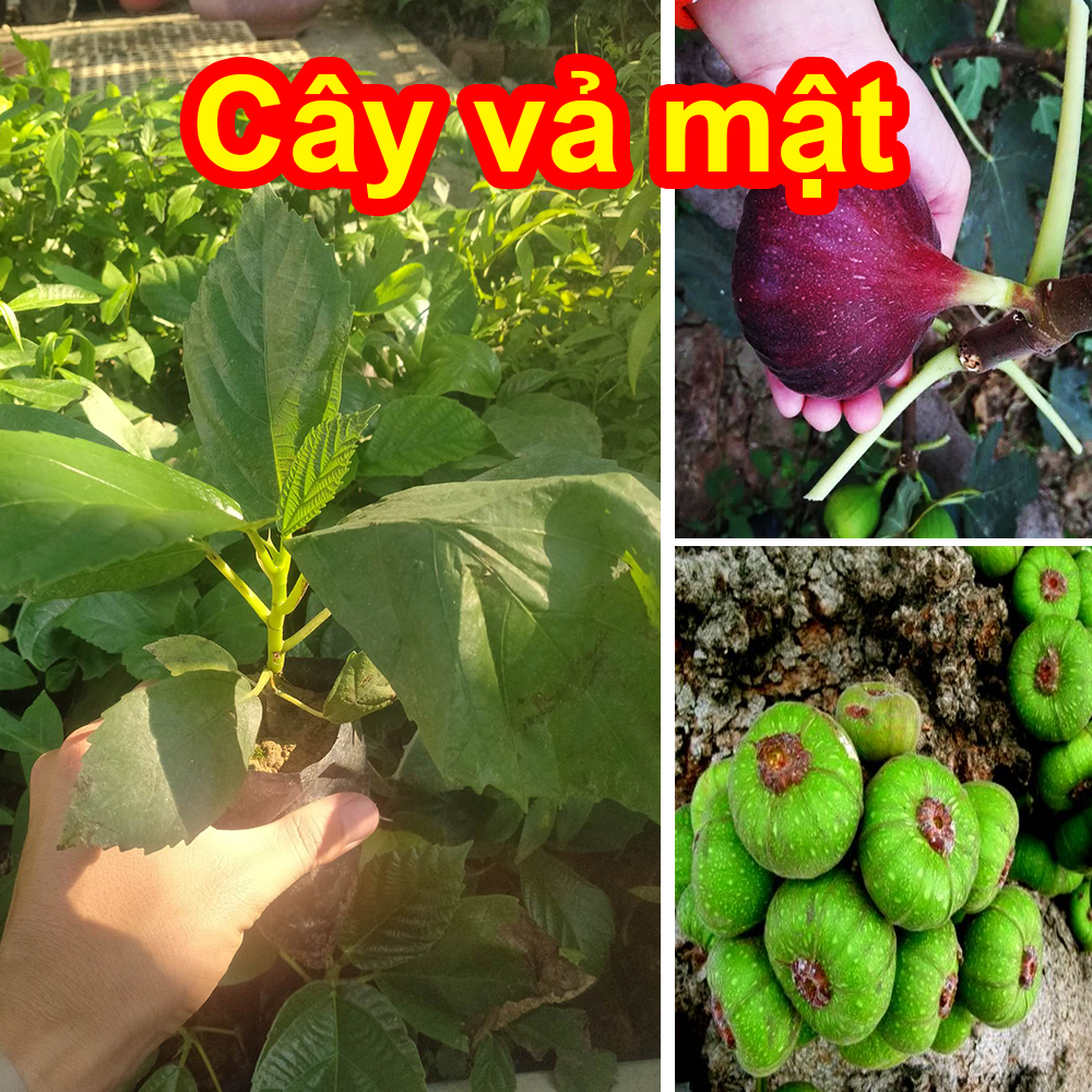 Cây vả mật, quả ngõa chuẩn giống