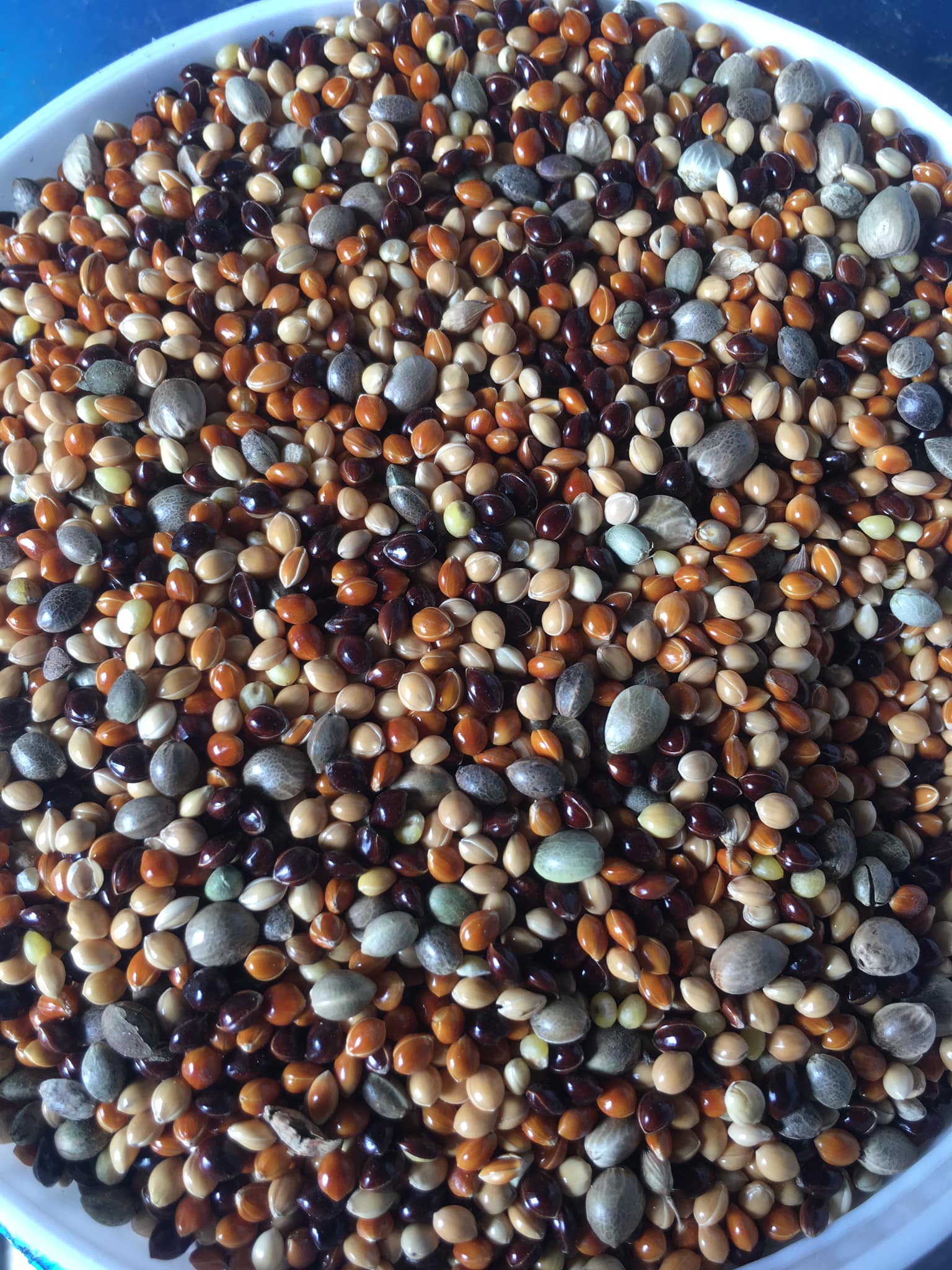 Cỏ Thái 5 Màu Thức Ăn Cho Cu Gáy 2kg