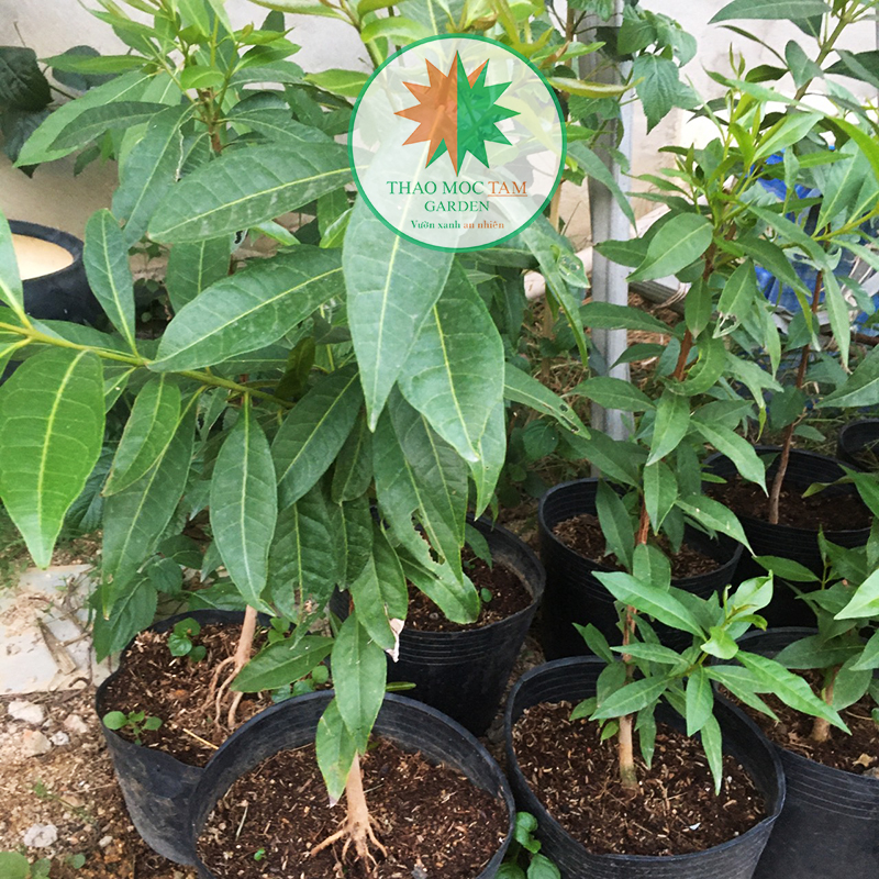 Cây lá vối nấu nước mát uống - Cây cao từ 60cm-80cm gốc khỏe.