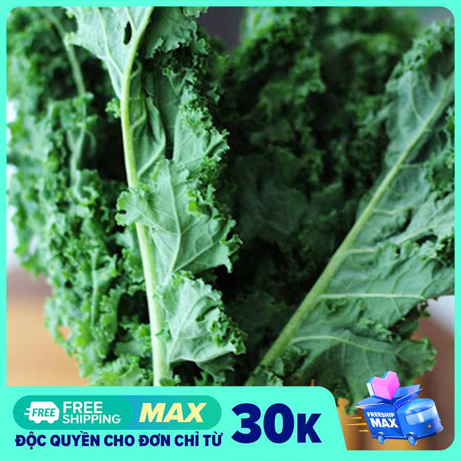 Hạt Giống Rau cải xoăn xanh Kale-20 hạt-Cây trồng Long Vũ