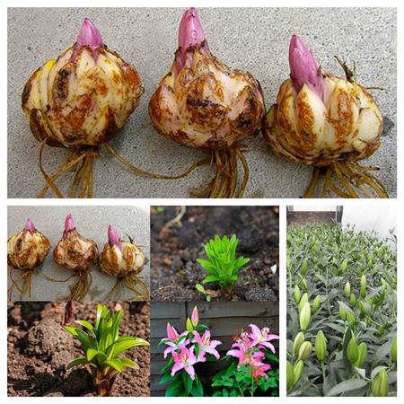 HOA LY LÙN THƠM CHUẨN HÀ LAN-củ giống