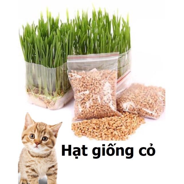 Hạt giống cỏ mèo cao cấp 100gr