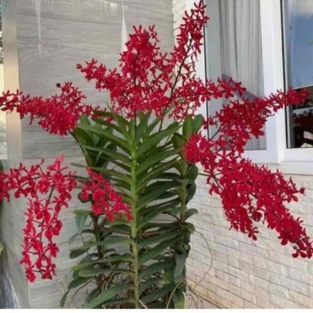 Hoa lan renred