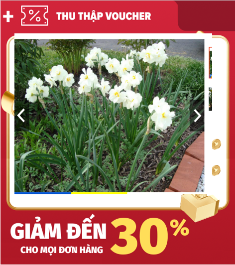 Củ hoa thủy tiên khi mua 5 củ tặng 1 củ (size nhỏ 2-3cm)