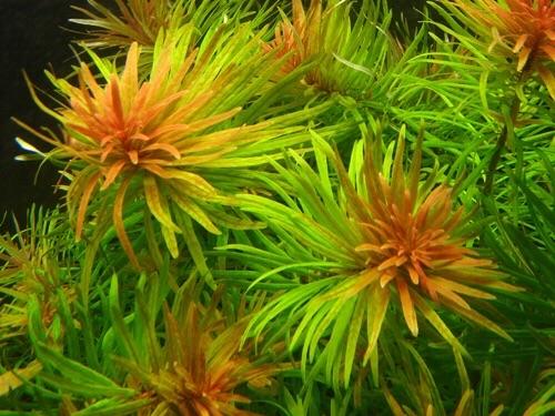 HOÀNG THÁI DƯƠNG  (13 nhánh)