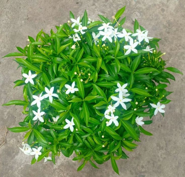 Cây mai vạn phúc