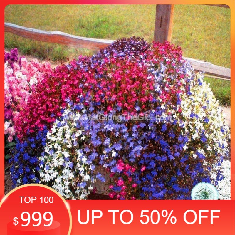 50h hạt giống hoa cúc lobelia rủ mix