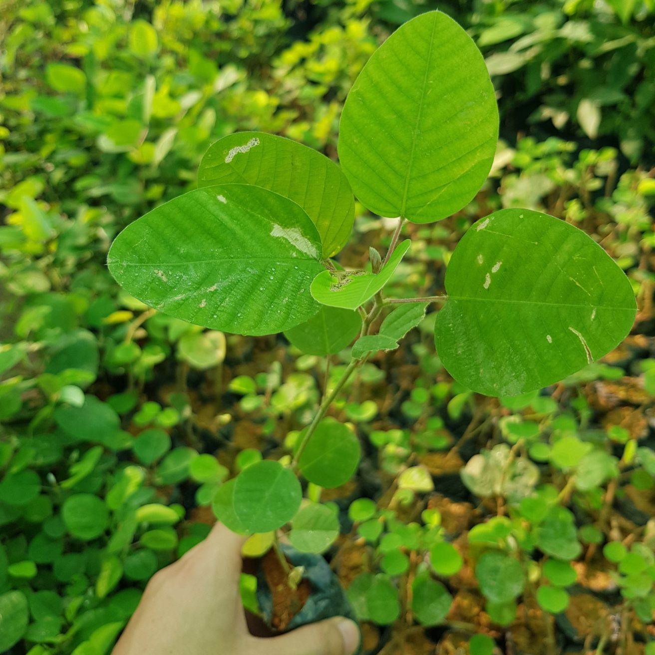 Combo 4 cây giống Kim Tiền Thảo