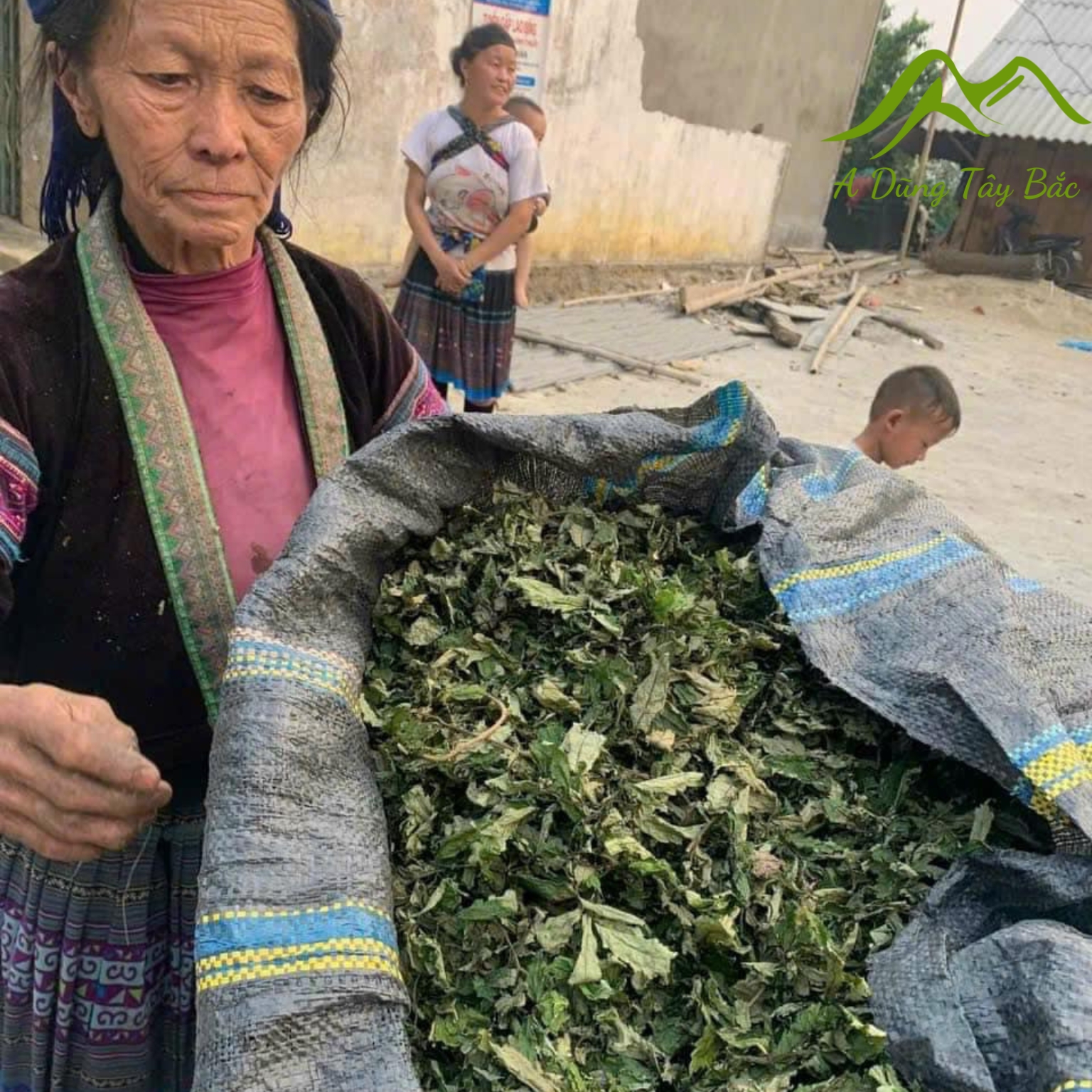 Lá đắng rừng Tây Bắc, lá cơm kìa chữa đau dạ dày. Lá rau đắng khô nấu canh dân tộc vùng cao tây bắc, Thanh Hoá