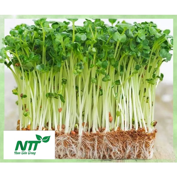 Hạt Giống Rau Mầm dinh dưỡng. Hạt giống Thuận Nông