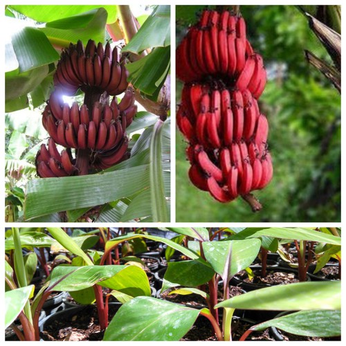 Hạt Giống Chuối Đỏ Dacca - tặng kèm 3 viên nén ươm hạt