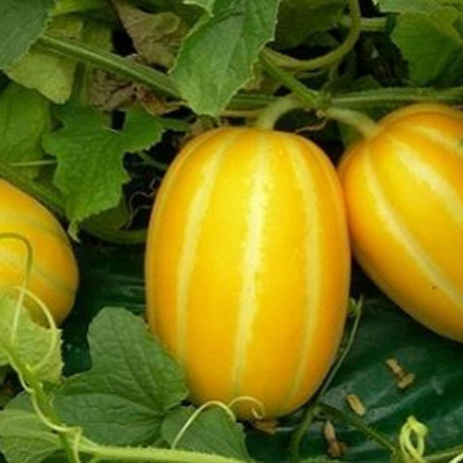 Hạt giống dưa lê hàn quốc, dưa lê tosa 033