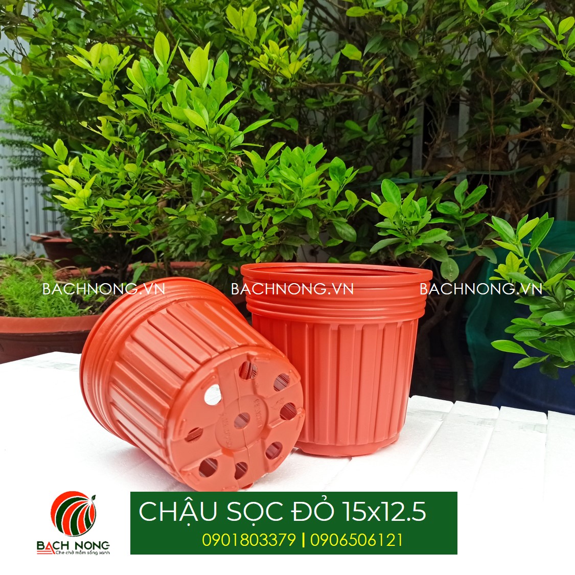 COMBO 50 Chậu nhựa KT trồng hoa, trồng cây con, chậu ươm cây loại nhựa tốt,màu đỏ hoặc trắng