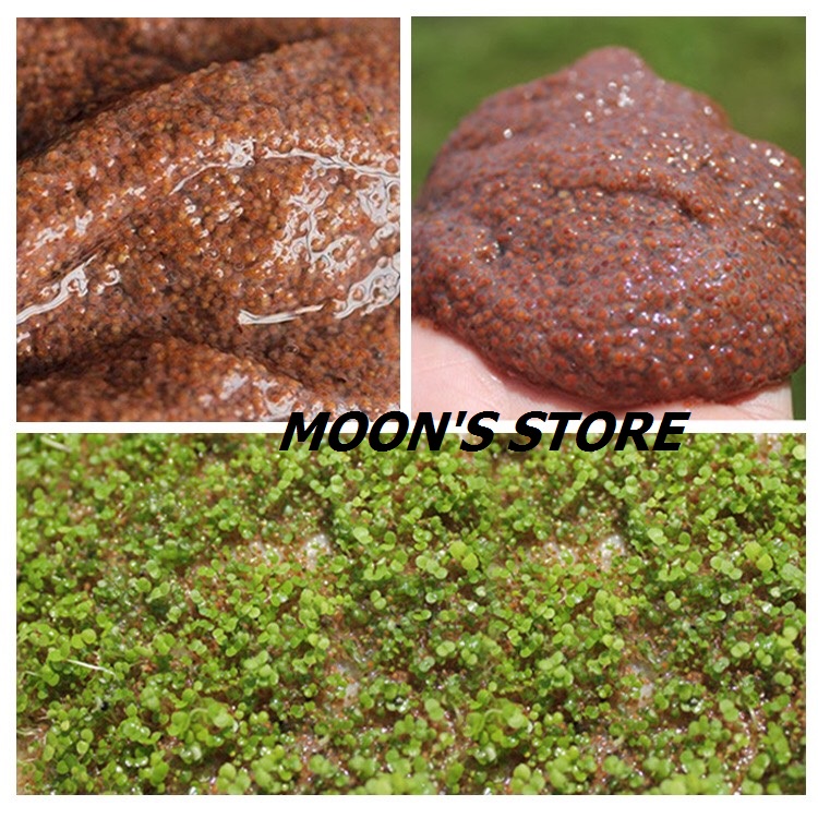 Ngũ hoa hạt - hạt đình lịch 1kg loại hạt to sạch