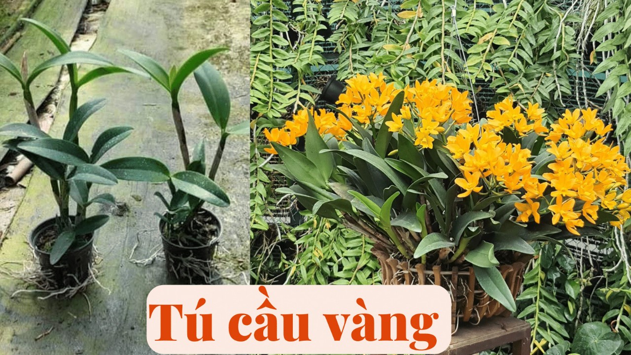 Hoa lan Cát Tú cầu vàng, cattleya hoa thơm, chậu cây trưởng thành, nhiều thân, sắp hoa