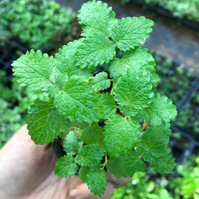 Hạt giống bạc hà chanh 1gr