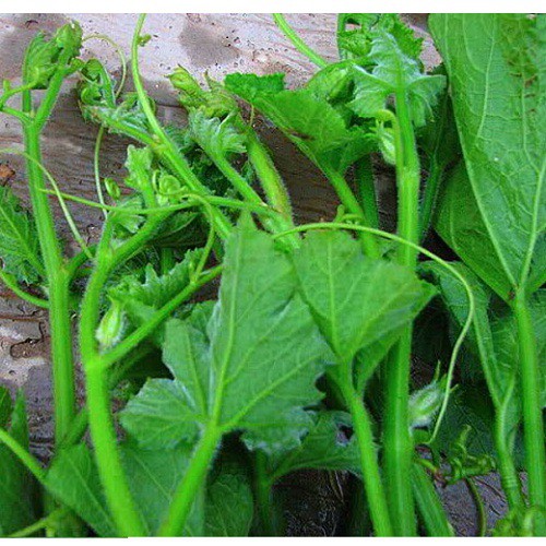 10gr_hạt giống bí siêu ngọn