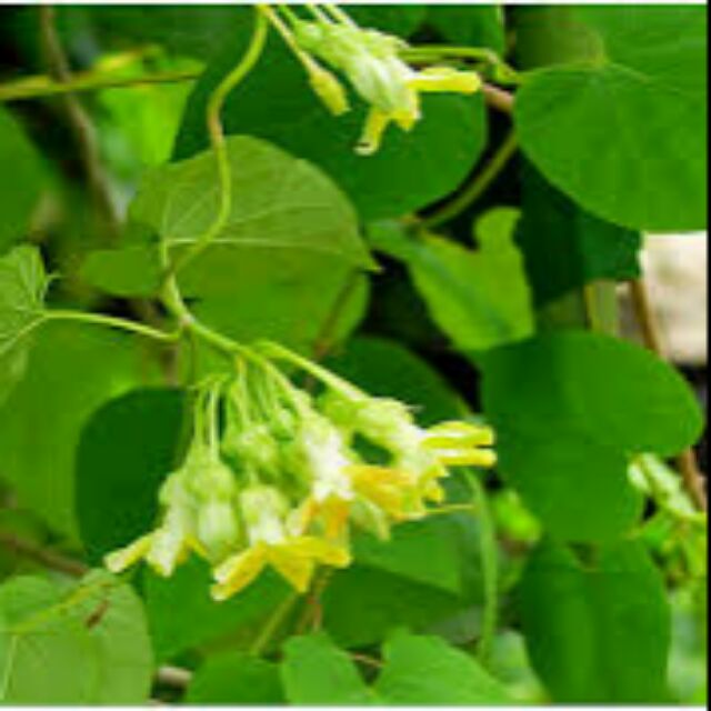 Cây Hoa Thiên Lý Ta