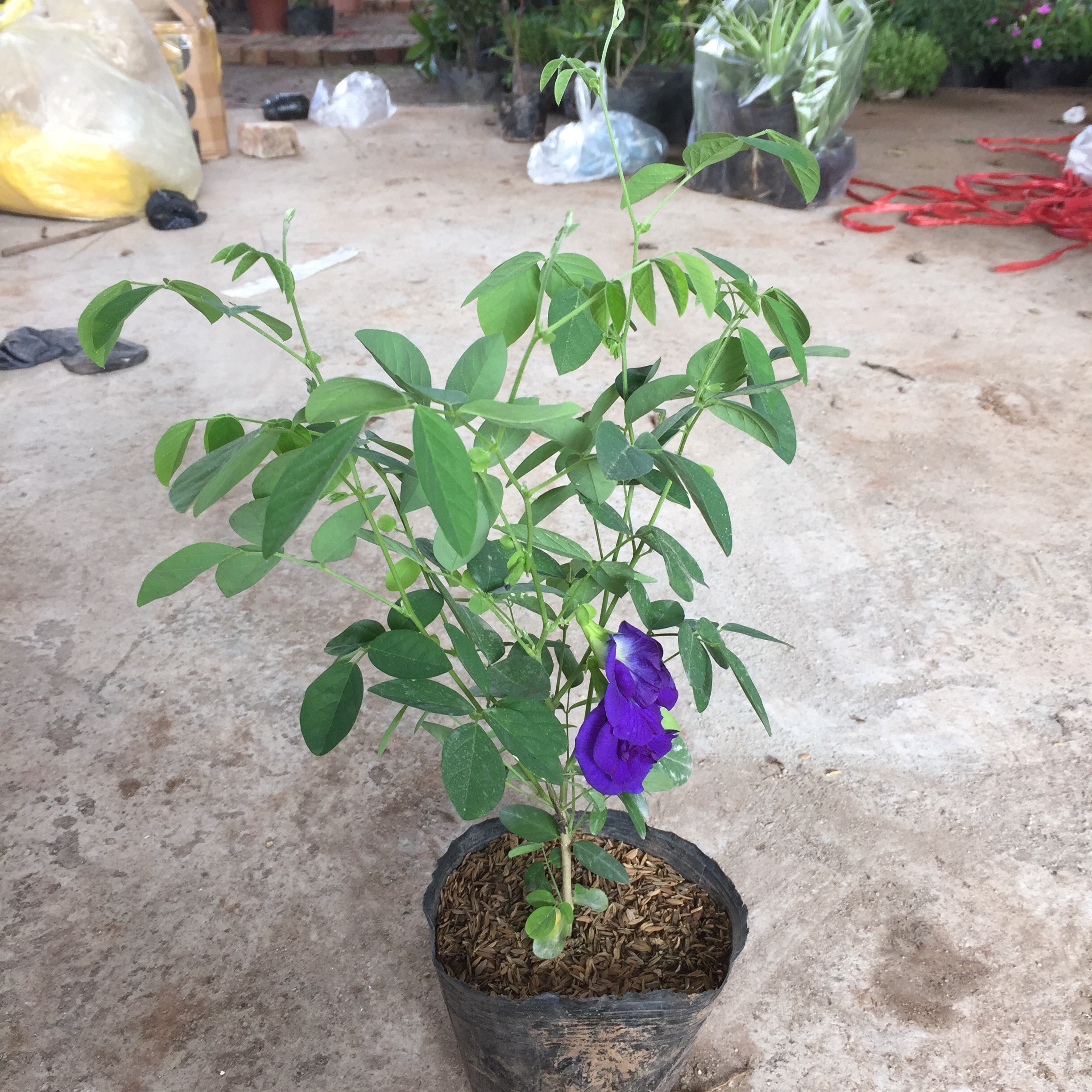 CÂY ĐẬU BIẾC LEO TRỒNG BỊCH ĐEN CAO 30-35CM NHIỀU NGỌN SUM SUÊ HOA TÍM NỞ RỘ