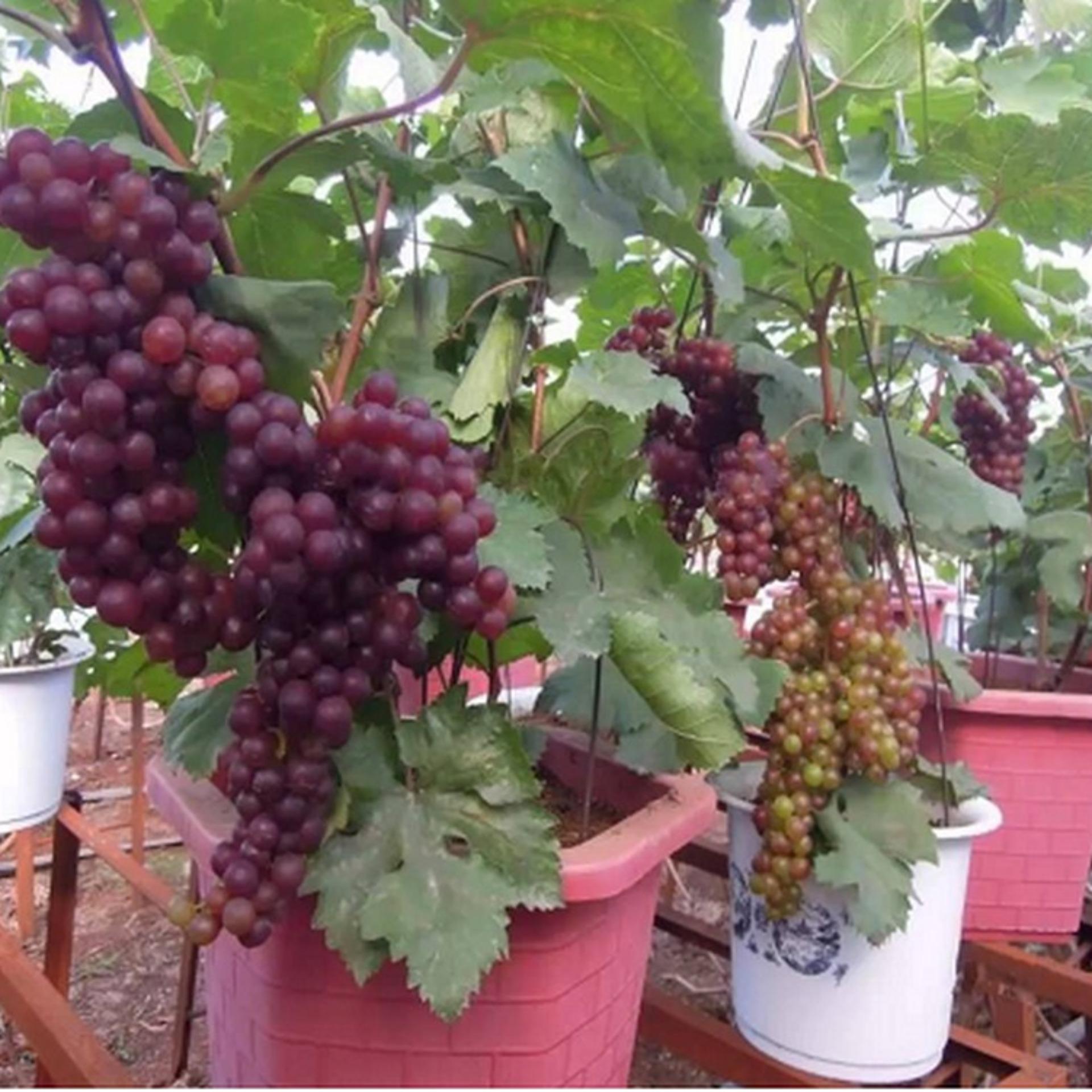 10 Hạt giống Nho pháp (tặng Kích nẩy mầm, Hướng dẫn ươm)