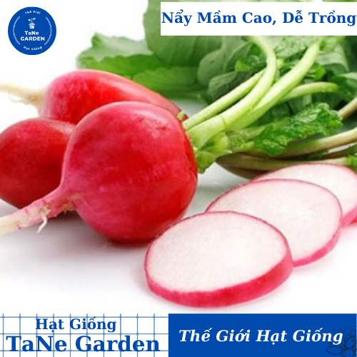 1gr hạt giống củ cải đỏ cherry - tane garden