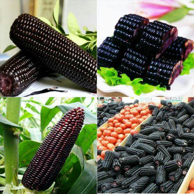 [HCM]Hạt giống bắp than(đen) cao cấp - tặng gói hạt ngẫu nhiên