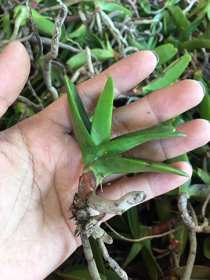 Lan rừng hoàng nhạn giống nhỏ như hình tháng 4 10cay 85k