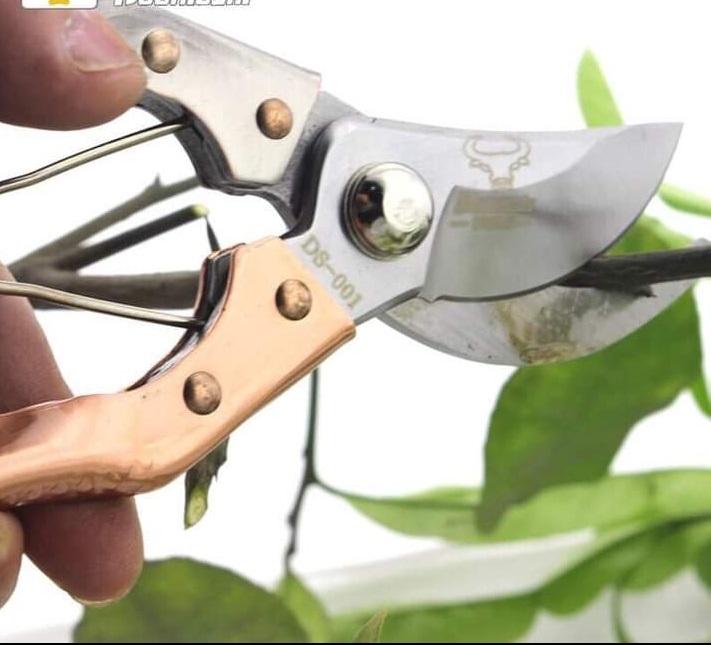 Kéo cắt tỉa cây cảnh - kéo cắt cành