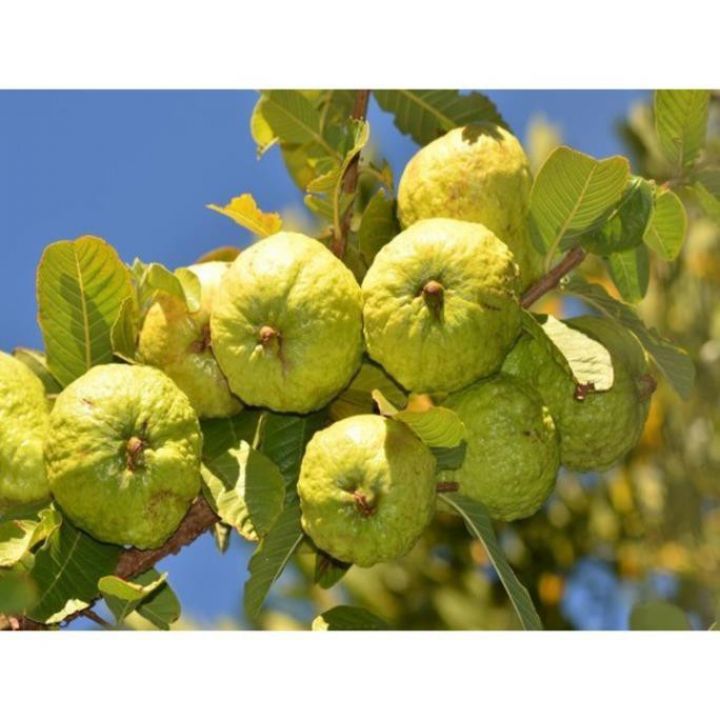 Cây giống Ổi nữ hoàng ngon giòn ngọt năng suất cao