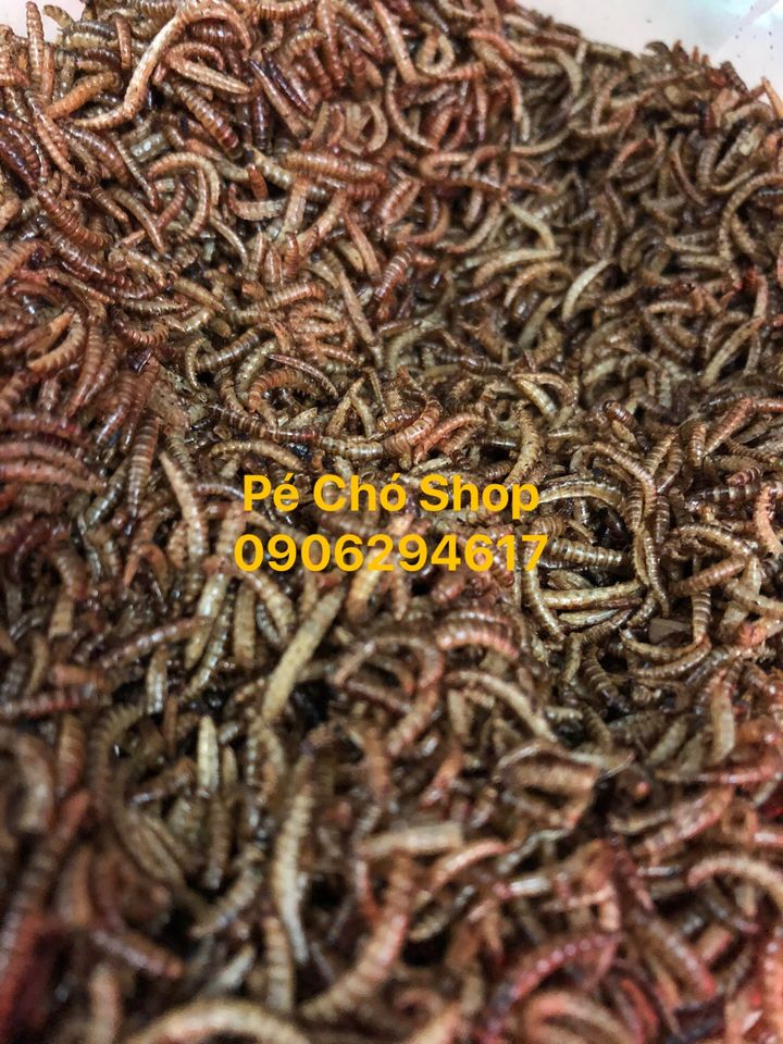 Sâu gạo rang khô cho hamster,gà,chim,nhím,sóc ,..